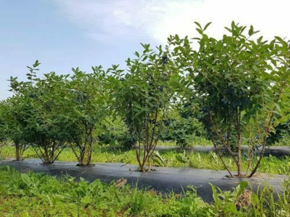 Жимолость Бореал Бьюти (Lonicera caerulea 'Boreal Beauty')