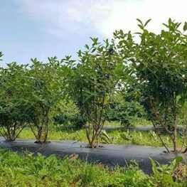 Жимолость Бореал Бьюти (Lonicera caerulea 'Boreal Beauty')