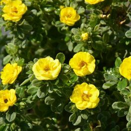 Лапчатка кустарниковая Медисин Уил Маунт (Dasiphora fruticosa 'Medicine Wheel Mountain')