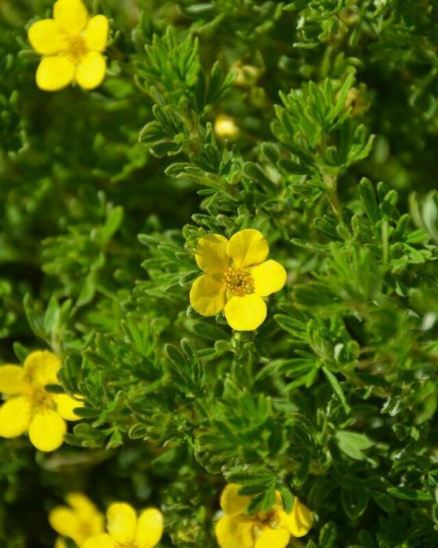 Лапчатка кустарниковая Хендлинс Белла Линдси (Potentilla fruticosa 'Hendlin's Bella Lindsey')