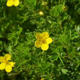 Лапчатка кустарниковая Хендлинс Белла Линдси (Potentilla fruticosa 'Hendlin's Bella Lindsey')