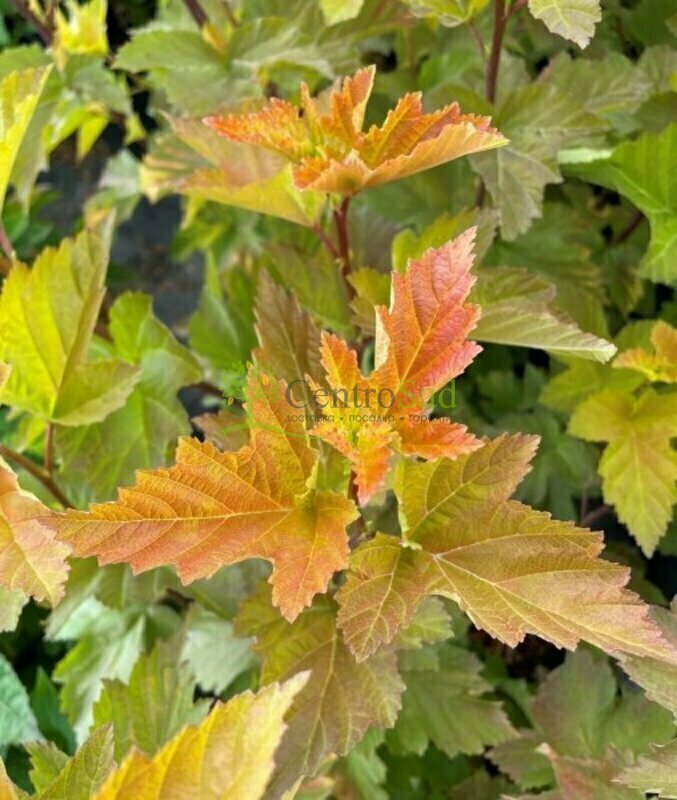Пузыреплодник калинолистный Мэджик Болл (Physocarpus opulifolius 'Magic Ball')