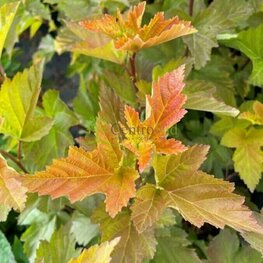 Пузыреплодник калинолистный Мэджик Болл (Physocarpus opulifolius 'Magic Ball')