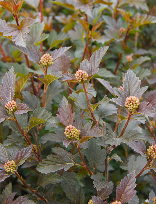 Пузыреплодник калинолистный "Panther Noble"