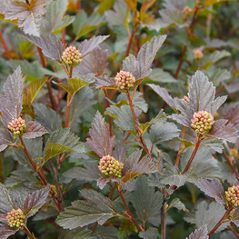 Пузыреплодник калинолистный "Panther Noble"