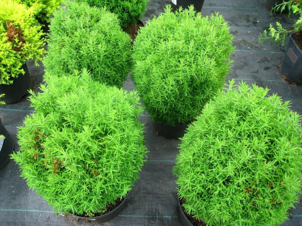 Туя западная Тедди (Thuja occidentalis 'Teddy')
