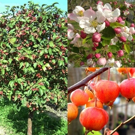Яблоня декоративная Эверест (Malus 'Evereste')
