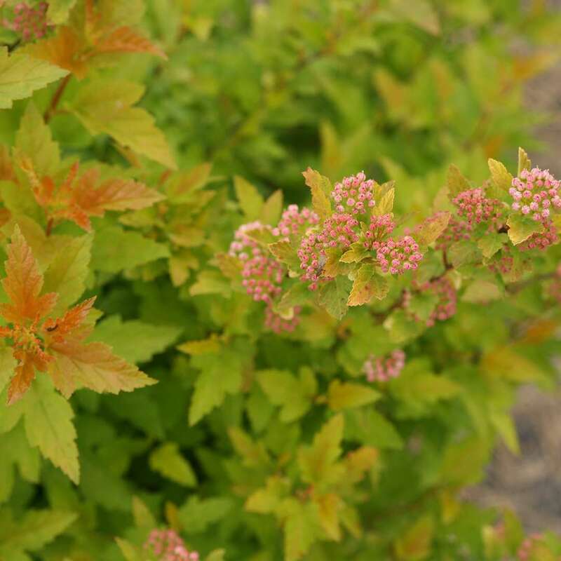 Пузыреплодник калинолистный Тайни Вайн Голд (Physocarpus opulifolius 'Tiny Wine Gold')