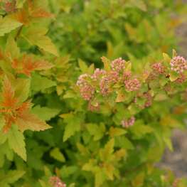 Пузыреплодник калинолистный Тайни Вайн Голд (Physocarpus opulifolius 'Tiny Wine Gold')