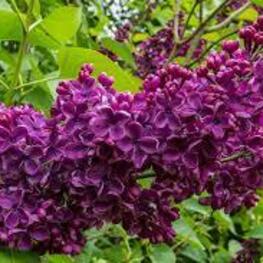 Сирень обыкновенная Сумерки (Syringa vulgaris 'Sumerki')