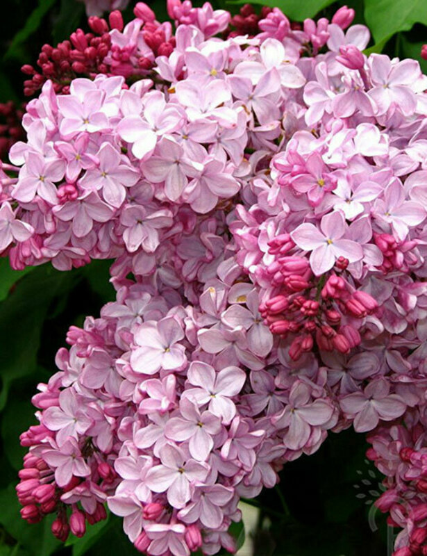 Сирень обыкновенная Аделина (Syringa vulgaris 'Adelina')