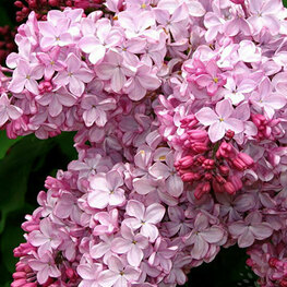 Сирень обыкновенная Аделина (Syringa vulgaris 'Adelina')