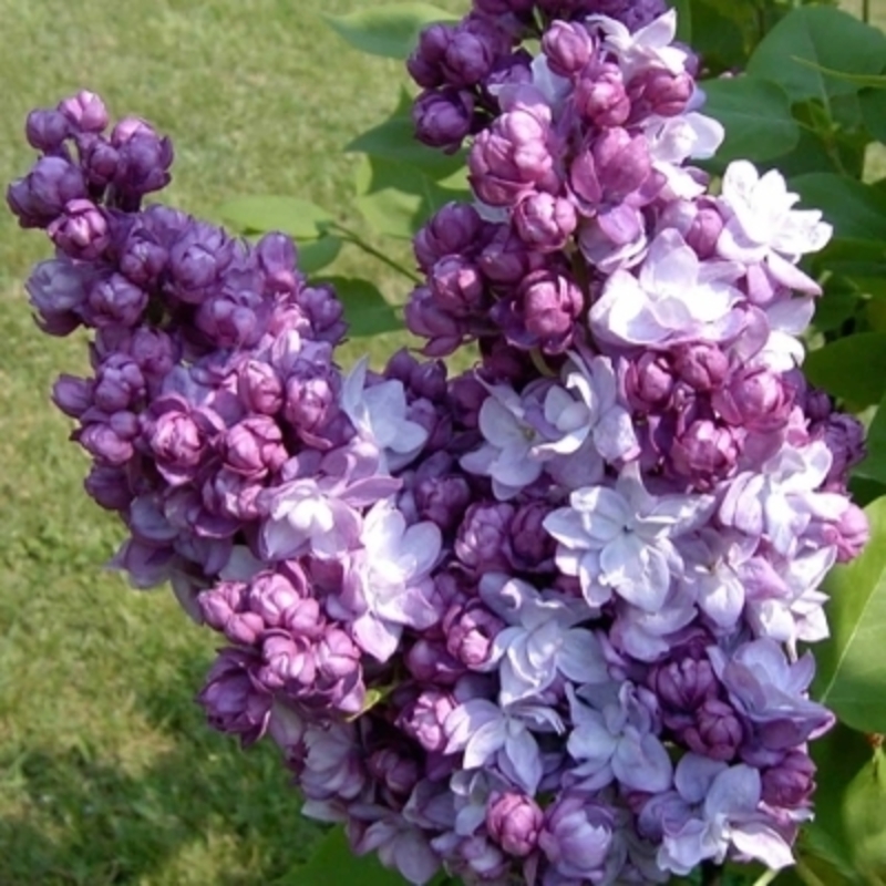 Сирень обыкновенная Адмирал Кузнецов (Syringa vulgaris 'Admiral Kuznetsov')