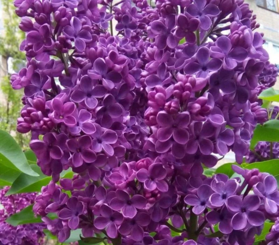 Сирень обыкновенная Адмирал Нахимов (Syringa vulgaris 'Admiral Nakhimov')