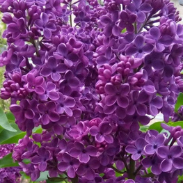 Сирень обыкновенная Адмирал Нахимов (Syringa vulgaris 'Admiral Nakhimov')