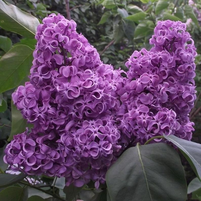 Сирень обыкновенная Академик Курчатов (Syringa vulgaris 'Akademik Kurchatov')