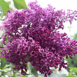 Сирень обыкновенная Бесконечность (Syringa vulgaris 'Beskonechnost')