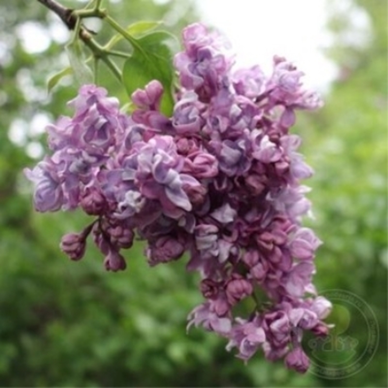 Сирень обыкновенная Валентин Серов (Syringa vulgaris 'Valentin Serov')