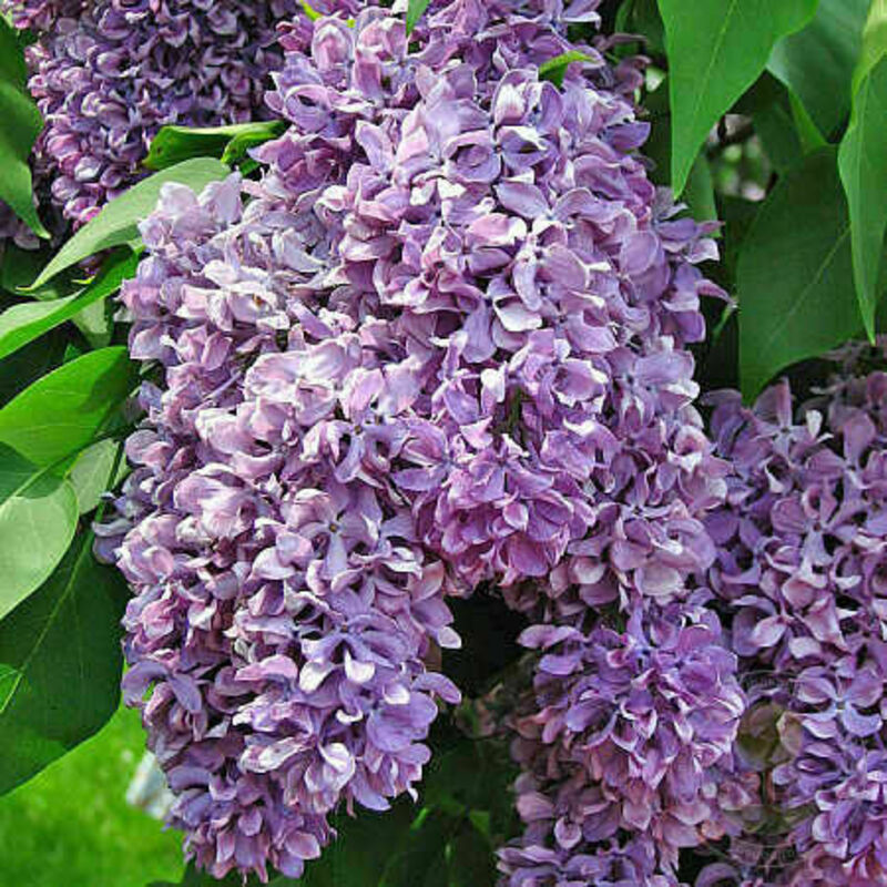 Сирень обыкновенная Василий Теркин (Syringa vulgaris 'Vasiliy Terkin')