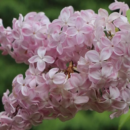 Сирень обыкновенная Вечерний звон (Syringa vulgaris 'Vecherniy Zvon')