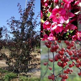 Яблоня декоративная Роялти (Malus 'Royalty')