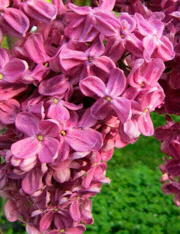 Сирень обыкновенная Гвардейская (Syringa vulgaris 'Gvardeyskaya')