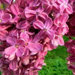 Сирень обыкновенная Гвардейская (Syringa vulgaris 'Gvardeyskaya')