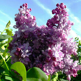 Сирень обыкновенная Георгий Свиридов (Syringa vulgaris 'Georgiy Sviridov')