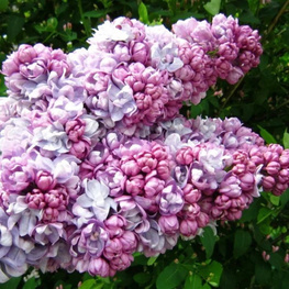 Сирень обыкновенная Жди меня (Syringa vulgaris 'Zhdi Menya')