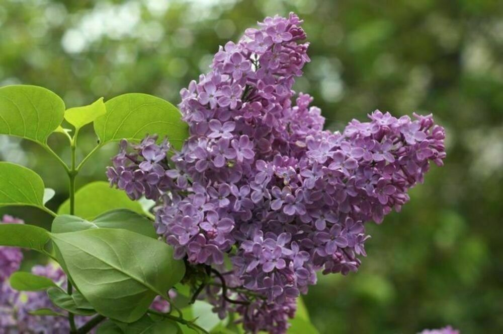 Сирень обыкновенная Илья Муромец (Syringa vulgaris 'Ilya Muromets')
