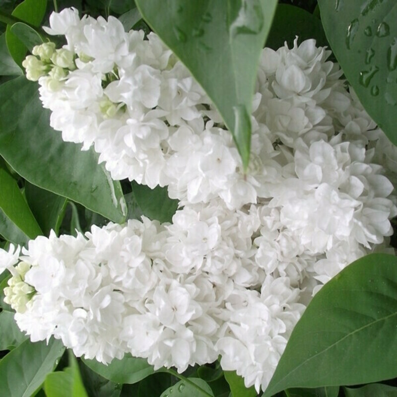 Сирень обыкновенная Иней (Syringa vulgaris 'Iney')