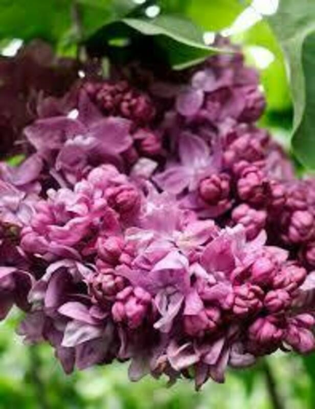 Сирень обыкновенная Ирина Архипова (Syringa vulgaris 'Irina Arkhipova')