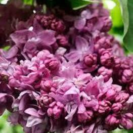 Сирень обыкновенная Ирина Архипова (Syringa vulgaris 'Irina Arkhipova')