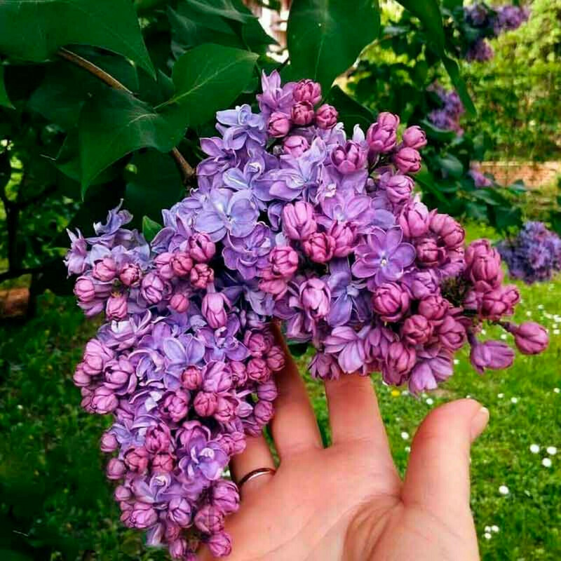 Сирень обыкновенная Катюша (Syringa vulgaris 'Katyusha')