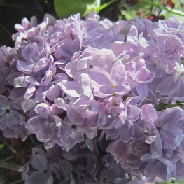 Сирень обыкновенная Ладога (Syringa vulgaris 'Ladoga')