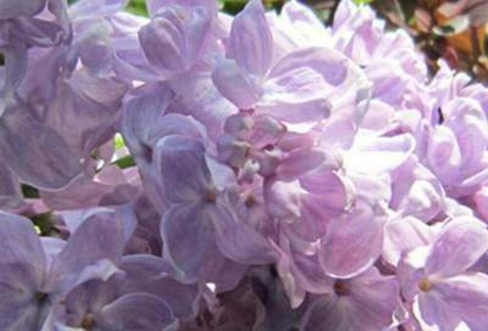 Сирень обыкновенная Летний Сад (Syringa vulgaris 'Letniy Sad')