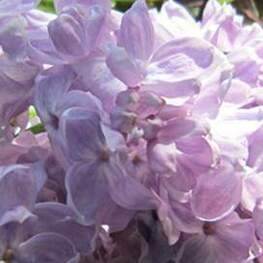 Сирень обыкновенная Летний Сад (Syringa vulgaris 'Letniy Sad')