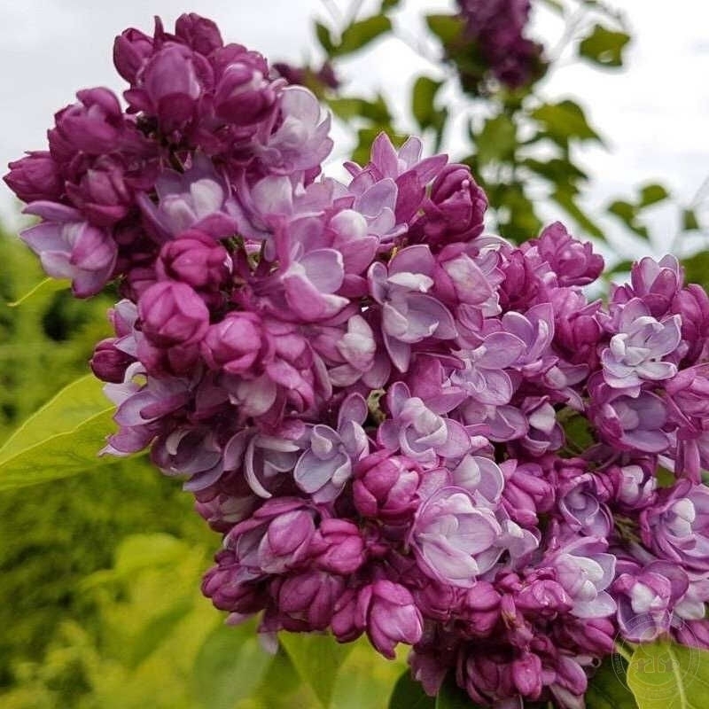 Сирень обыкновенная Маршал Баграмян (Syringa vulgaris 'Marshal Bagramyan')