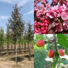 Яблоня декоративная Рудольф (Malus 'Rudolph')