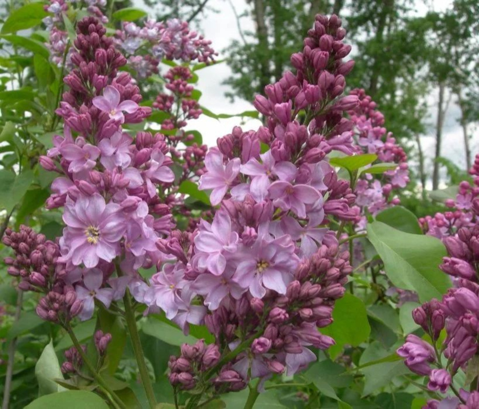 Сирень обыкновенная Маршал Бирюзов (Syringa vulgaris 'Marshal Biryuzov')