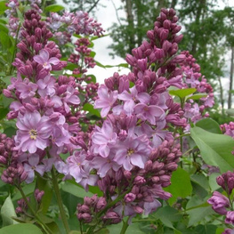 Сирень обыкновенная "Маршал Бирюзов"