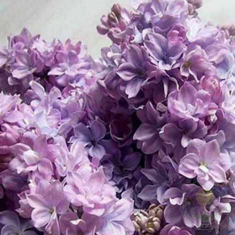 Сирень обыкновенная Маршал Конев (Syringa vulgaris 'Marshal Konev')