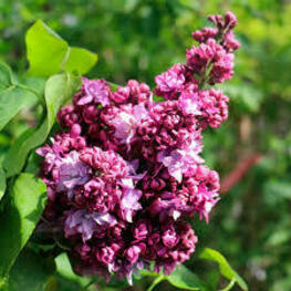 Сирень обыкновенная Маршал Малиновский (Syringa vulgaris 'Marshal Malinovskiy')