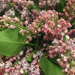 Сирень обыкновенная Медовый Спас (Syringa vulgaris 'Medovyy Spas')