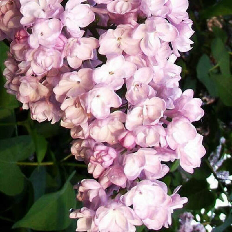Сирень обыкновенная Милосердие (Syringa vulgaris 'Miloserdie')