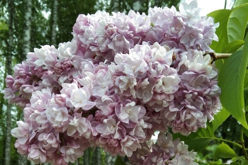 Сирень обыкновенная Михайло Ломоносов (Syringa vulgaris 'Mikhaylo Lomonosov')