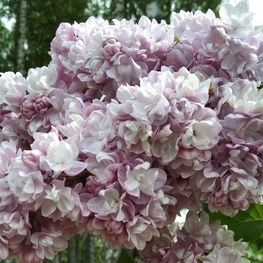 Сирень обыкновенная Михайло Ломоносов (Syringa vulgaris 'Mikhaylo Lomonosov')