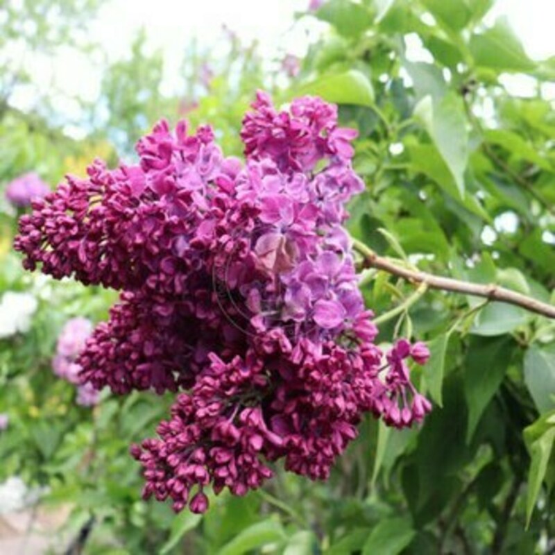 Сирень обыкновенная Москвичка (Syringa vulgaris 'Moskvichka')