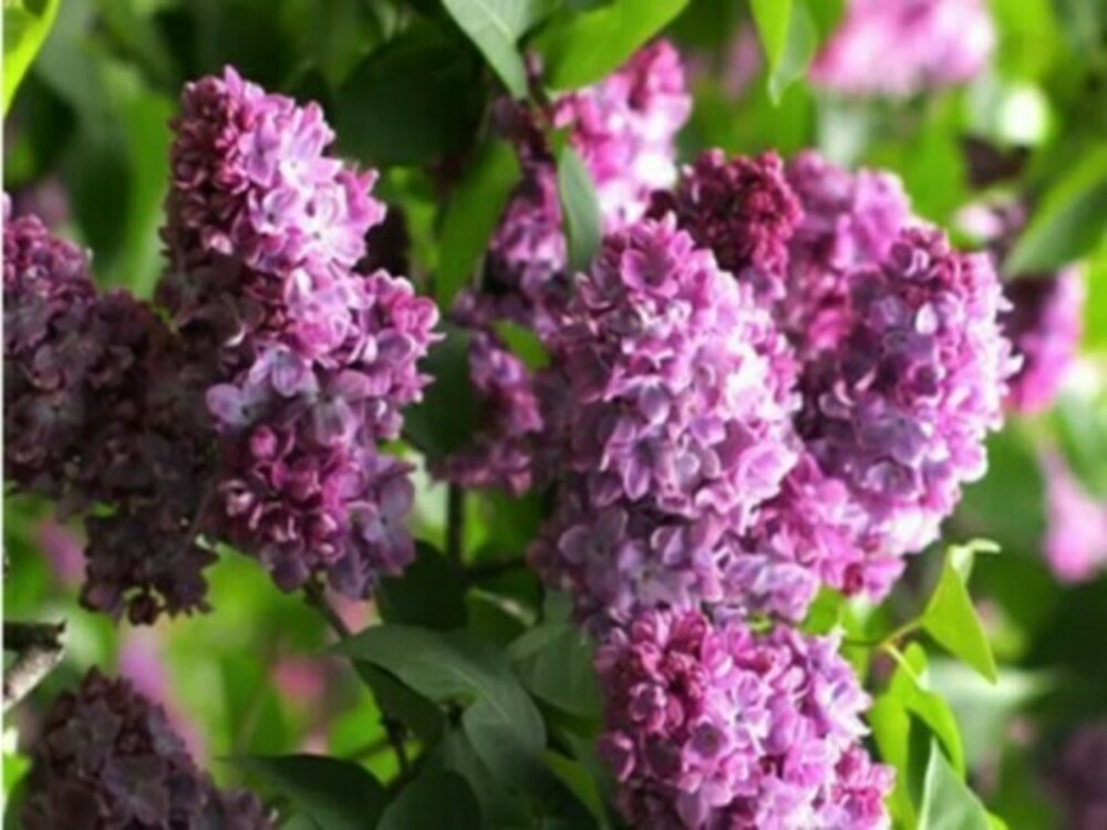 Сирень обыкновенная Оля (Syringa vulgaris 'Olya')