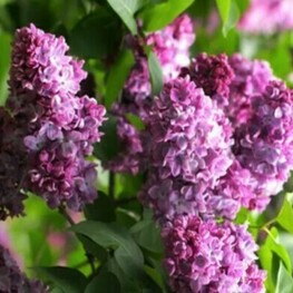 Сирень обыкновенная "Оля"